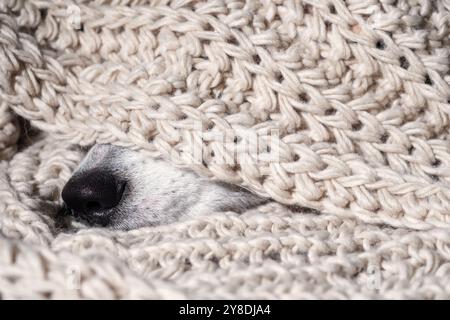 Ein Hund versteckt sich unter einer Decke. Die Decke ist weiß und hat eine Menge Textur. Der Hund schaut in die Kamera Stockfoto