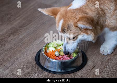 Ein Hund isst Futter aus einer Schüssel. Die Schüssel enthält Karotten, Sellerie und anderes Gemüse Stockfoto