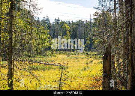 Eine ruhige Waldlandschaft mit hohen Bäumen und einer grasbewachsenen Lichtung unter einem klaren blauen Himmel. Stockfoto