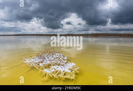 Ein mit Salzkristallen bedeckter Zweig auf dem Salzsee oder Salzsee. Baskunchak Salzsee, Region Astrachan, Russland. Stockfoto