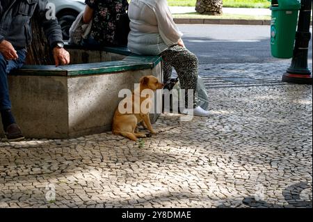 Ein kleiner streunender Hund entspannt sich neben sitzenden Menschen an einem sonnigen Tag in Funchal Stockfoto