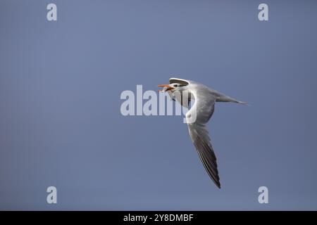 Nach erfolgreichem Fischen an der Westküste am Huntington Beach, Kalifornien, USA, fliegt die Royal Tern über den blauen Himmel mit Nahrung Stockfoto