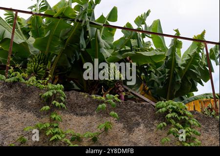 Bananen hängen hinter einer alten Steinmauer in dichten tropischen Blättern Stockfoto