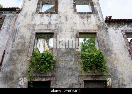 Verlassenes Gebäude, das von Grün auf Madeira überholt ist, die Natur wird durch leere Fenster zurückerobert Stockfoto