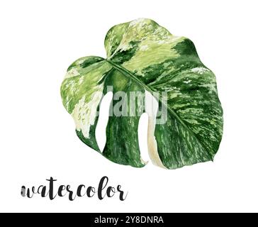 Handgemalte Aquarell Monstera Leaf Botanische Illustration Stockfoto