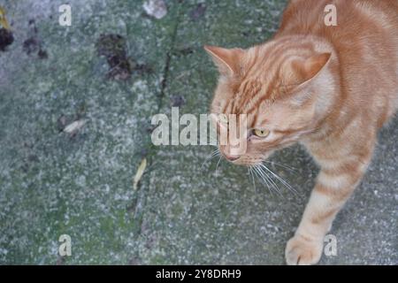Ingwer Katze Portrait Stockfoto