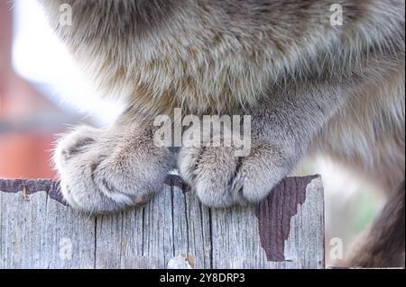 Nahaufnahme von Tabby-Katzen-Pfoten am Gartenzaun Stockfoto