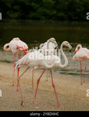 Die Gruppe der Großflamingo ist die am weitesten verbreitete und größte Art der Flamingo-Familie. Es ist in Afrika, indischen Subkontinent, Naher Osten A gefunden Stockfoto