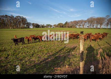 Nutztiere der Rasse „devon“. Stockfoto