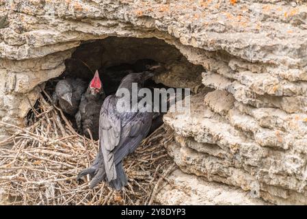 Junge Raben (Corvus Corax), die im Frühling im Jasper National Park mit Babys im Nest am Ufer des Maligne Canyon im Mai gesehen werden. Stockfoto