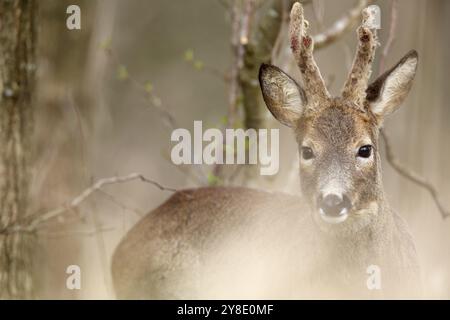 Reh zwischen Bäumen im Wald, halb im Fokus, neugieriger Blick, Europäisches Reh (Capreolus capreolus) im Unterholz, rehbock im Unterholz Stockfoto