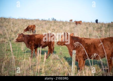Nutztiere der Rasse „devon“. Stockfoto