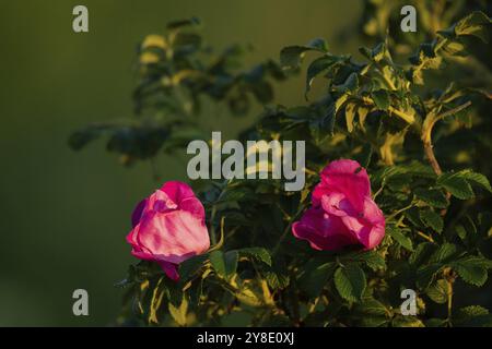 Blüten, Hunderose (Rosa canina), Ringkobing Fjord, Dänemark, Europa Stockfoto