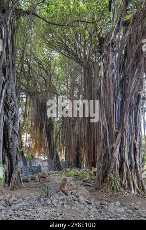 Park, Garten, Les Jardin de la Compagnie, riesige Bayanbäume, Banyanbaum (Ficus benghalensis), Port Louis, Indischer Ozean, Insel, Mauritius, Afrika Stockfoto