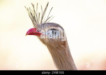 Rotfuß-Seriema (Cariama cristata) Pantanal Brasilien Stockfoto