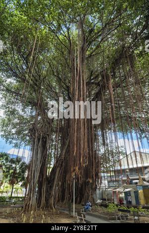 Park, Garten, Les Jardin de la Compagnie, riesige Bayanbäume, Banyanbaum (Ficus benghalensis), Port Louis, Indischer Ozean, Insel, Mauritius, Afrika Stockfoto