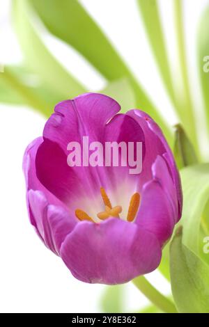 Violet tulip Stockfoto