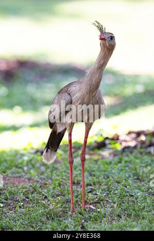 Rotfuß-Seriema (Cariama cristata) Pantanal Brasilien Stockfoto