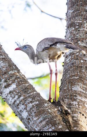 Rotfuß-Seriema (Cariama cristata) Pantanal Brasilien Stockfoto