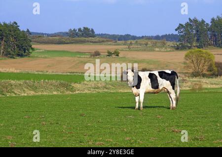 Kuh auf der Weide Stockfoto