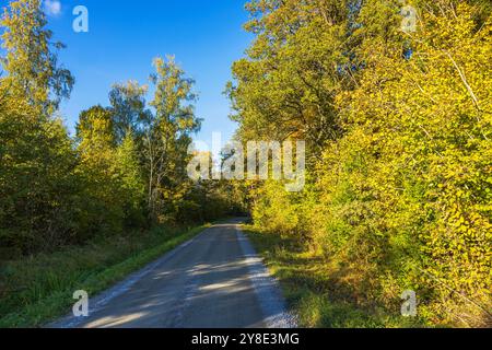 Ruhige ländliche Straße umgeben von üppigen Herbstbäumen mit grünen und gelben Blättern unter hellblauem Himmel. Schweden. Stockfoto