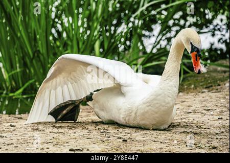 Ein Schwan mit ausgestreckten Flügeln ruht am Ufer Stockfoto