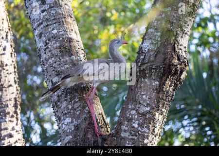 Rotfuß-Seriema (Cariama cristata) Pantanal Brasilien Stockfoto