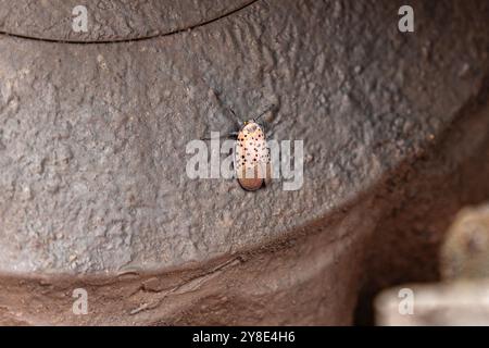 Nahaufnahme einer kleinen gefleckten Laternenfliege - eine invasive Art. Stockfoto