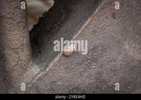 Nahaufnahme einer kleinen gefleckten Laternenfliege - eine invasive Art. Stockfoto