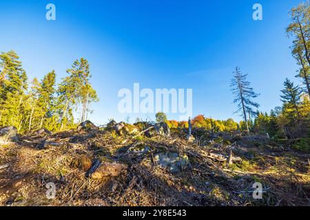 Klares Waldgebiet mit umgestürzten Bäumen, Baumstümpfen und Felsen unter blauem Himmel im Herbst, die Auswirkungen der Entwaldung auf die Umwelt zeigen. Schweden. Stockfoto