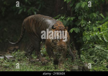 Ein Sumatra-Tiger läuft in den Büschen herum, nachdem er sich gewälzt hat Stockfoto