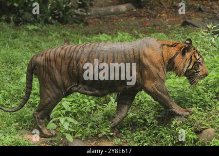 Ein Sumatra-Tiger läuft in den Büschen herum, nachdem er sich gewälzt hat Stockfoto