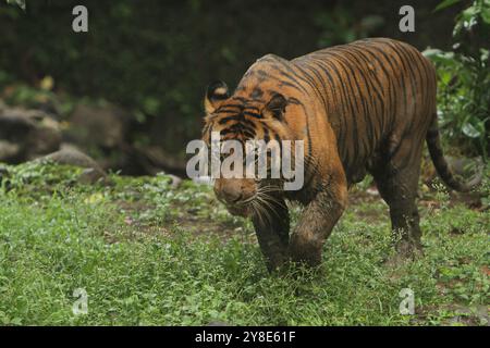Ein Sumatra-Tiger läuft in den Büschen herum, nachdem er sich gewälzt hat Stockfoto