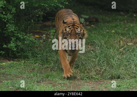 Ein Sumatra-Tiger läuft in den Büschen herum, nachdem er sich gewälzt hat Stockfoto