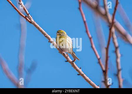 Europäisches Serin auf einem Baumzweig Stockfoto