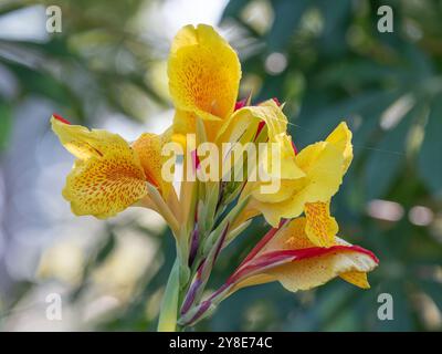 Rote und gelbe Blüten auf einer Canna-Lilienpflanze in einem Sommergarten. Stockfoto