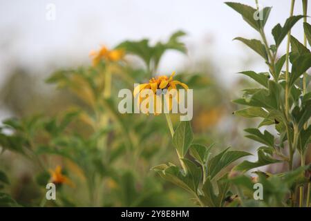 Gelbe Rudbeckia subtomentosa Blüten in Blüte Stockfoto