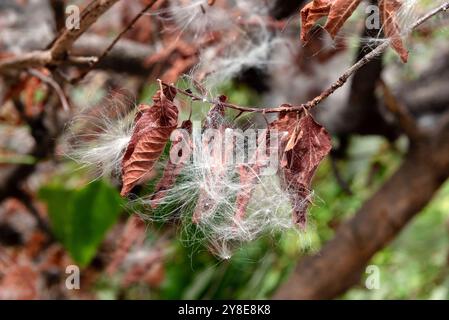 Samen von Mottenreben auf trockenen Blättern Stockfoto