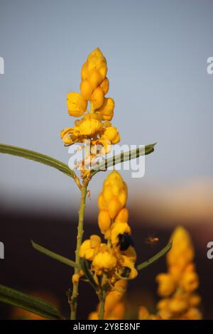 Die blühende gelbe Senna alata oder Kerzenleuchter blüht Stockfoto