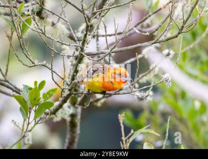 Juvenile flammenfarbene Tanager (Piranga bidentata) aus Costa Rica Stockfoto