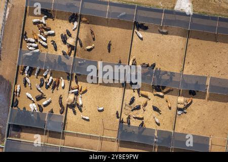 Luftaufnahme des Futterhofes mit Fleischkühen. Fütterung von Rindern auf Futterplätzen. Stockfoto