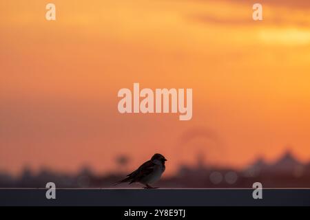Vogelsilhouette auf Stadtbild Hintergrund bei Sonnenuntergang. Sparrow Stockfoto