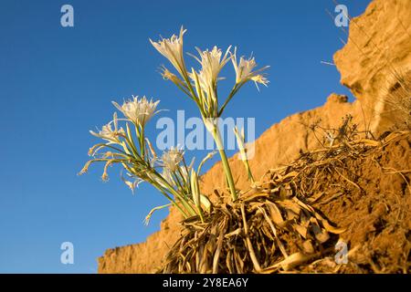 Seasodil (Pancratium maritimum) an der mittelmeerküste, Israel im September. Stockfoto