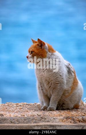 Katze mit dem Ingwerweißen Fell an der Wand mit Meer im Hintergrund Stockfoto