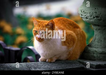 Orangene streunende Katze beim Legen und Beobachten Stockfoto