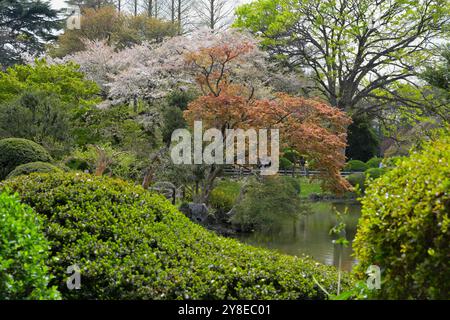 Die Kirschblüte in Shinjuku Gyoen ist bei Einheimischen und Besuchern gleichermaßen beliebt, Tokyo JP Stockfoto