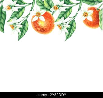 Botanische Aquarellillustration mit handgezeichneten Mandarinen Stockfoto