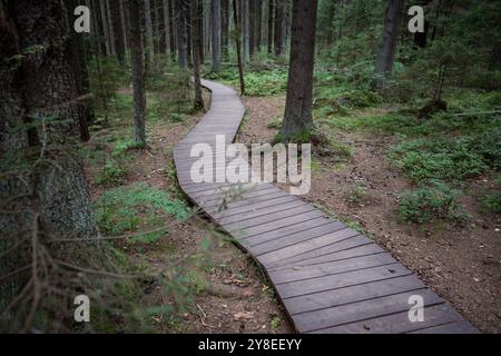 Ökologischer gewundener Holzdielen-Pfad durch dunkle Nadelfichtenwälder, Herbstwald. Stockfoto