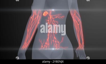 Zukünftige Röntgenuntersuchung des menschlichen Lymphsystems Stockfoto