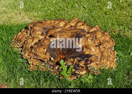Fruchtkörper einer riesigen Polypore, schwarz färbende Polypore, Meripilus giganteus am toten Holz eines Baumstumpfes im Gras. Familie Meripilaceae. Stockfoto